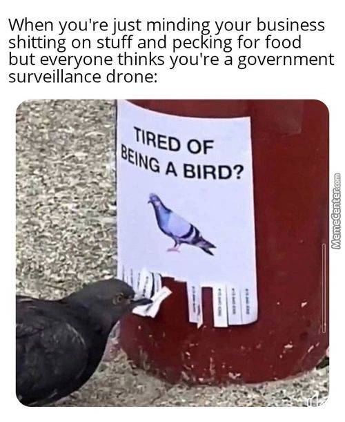When You're Just Minding Your Business
Shitting On Stuff And Pecking For Food
But Everyone Thinks You're A Government
Surveillance Drone:
