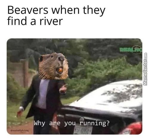 Beavers When They
Find A River
Why E Yo Runmng?
