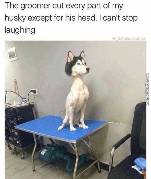 The Groomer Cut Every Part Of My
Husky Except For His Head. I Can't Stop
Laughing
