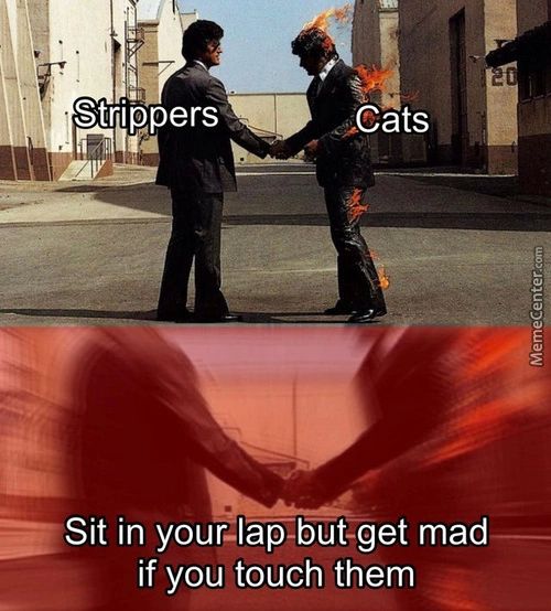 Strippers Cats
Sit In Your-lap-5üVget Mad
If You Touch Them
