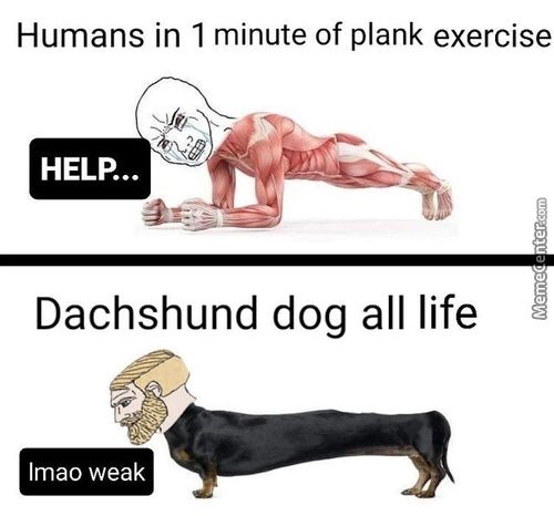 Humans In I Minute Of Plank Exercise
HELP...
Dachshund Dog All Life
Lmao Weak
