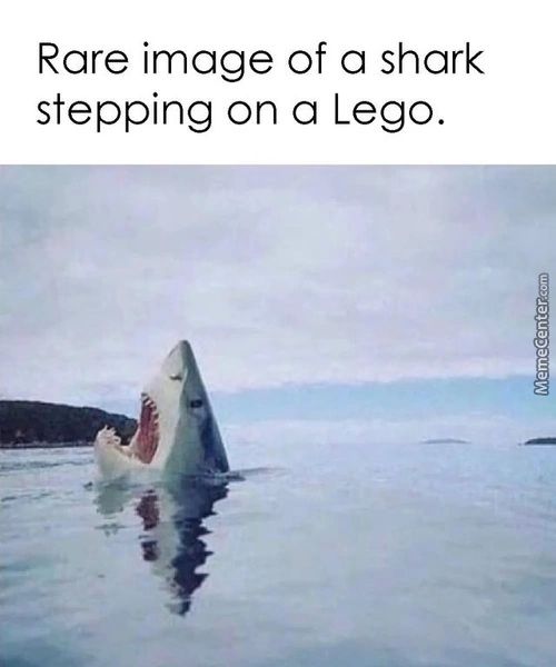 Rare Image Of A Shark
Stepping On A Lego.

