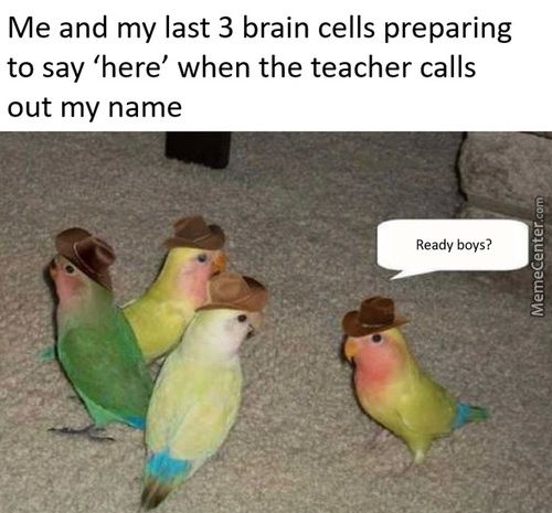 Me And My Last 3 Brain Cells Preparing
To Say 'here' When The Teacher Calls
Out My Name
Ready Boys ?
