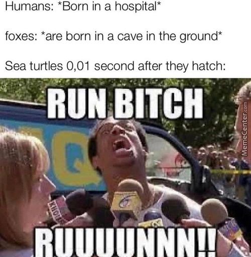 Humans: *Born In A Hospital*
Foxes: *are Born In A Cave In The Ground*
Sea Turtles 0,01 Second After They Hatch:
RUN BITCH
