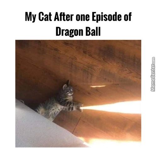 My Cat After One Episode Of
Dragon Ball
