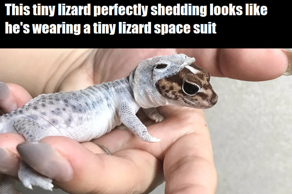 This Tiny Lizard Perfectly Shedding Looks Like
He's Wearing A Tiny Lizard Space Suit
