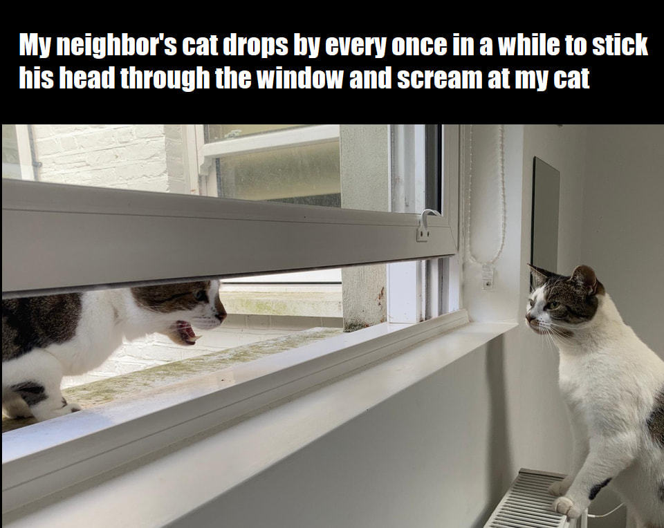 MY Neighbor's Cat Drops By Every Once In A While To Stick
His Head Through The Window And Scream At My Cat
