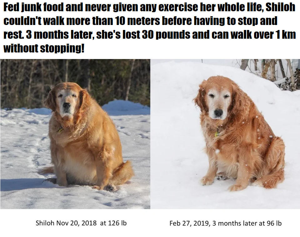 Fed Junk Food And Never Given Any Exercise Her Whole Lite, Shiloh
Couldn't Walk More Than 10 Meters Before Having To Stop And
Rest. 3 Months Later, She's Lost 30 Pounds And Can Walk Over 1 Km
Without Stopping!
Shiloh Nov 20, 2018 At 126 Lb
Feb 27, 2019, 3 Months Later At 96 Lb
 Fed Junk Food And Never Given Any Exercise Her Whole Lite, Shiloh
Couldn't Walk More Than 10 Meters Before Having To Stop And
Rest. 3 Months Later, She's Lost 30 Pounds And Can Walk Over 1 Km
Without Stopping!
Shiloh Nov 20, 2018 At 126 Lb
Feb 27, 2019, 3 Months Later At 96 Lb
