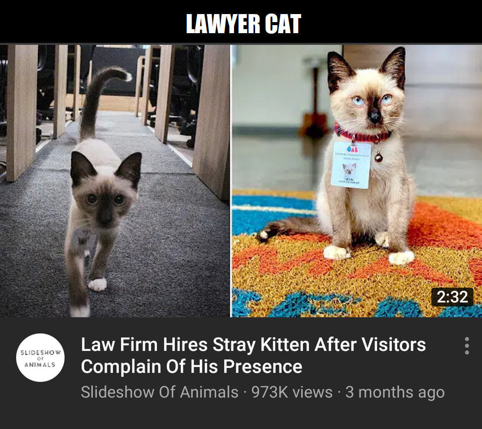 ANIMALS
LAMER CAT
2:32
Law Firm Hires Stray Kitten After Visitors
Complain Of His Presence
Slideshow Of Animals • 973K Views • 3 Months Ago
