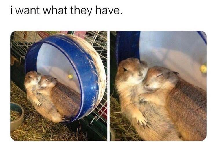 I Want What They Have.
