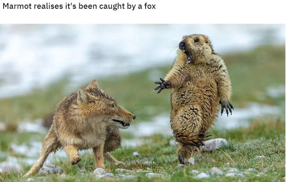 Marmot Realises It's Been Caught By A Fox
