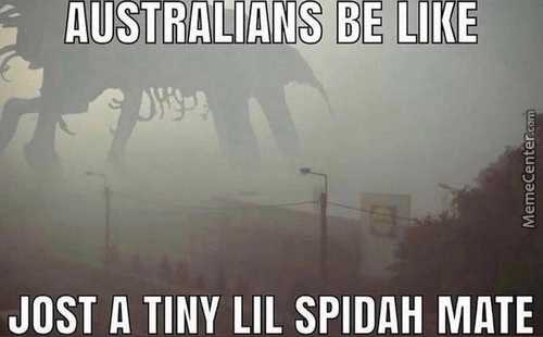 JOST A TINY LIL SPIDAH MATE
