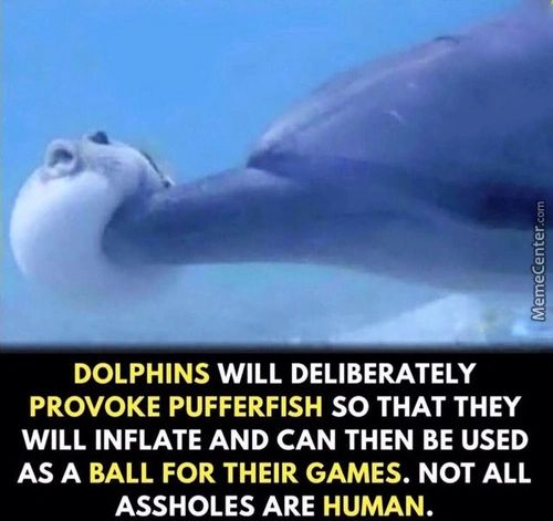 DOLPHINS WILL DELIBERATELY
PROVOKE PUFFERFISH SO THAT THEY
WILL INFLATE AND CAN THEN BE USED
AS A BALL FOR THEIR GAMES. NOT ALL
ASSHOLES ARE HUMAN.
DOLPHINS WILL DELIBERATELY
PROVOKE PUFFERFISH SO THAT THEY
WILL INFLATE AND CAN THEN BE USED
AS A BALL FOR THEIR GAMES. NOT ALL
ASSHOLES ARE HUMAN.