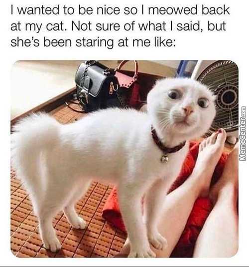 I Wanted To Be Nice So I Meowed Back
At My Cat. Not Sure Of What I Said, But
She's Been Staring At Me Like:
