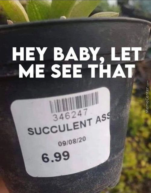 HEY BABY, LET
ME SEE THAT
346247
SUCCULENT AS -e'
09108120
6.99
