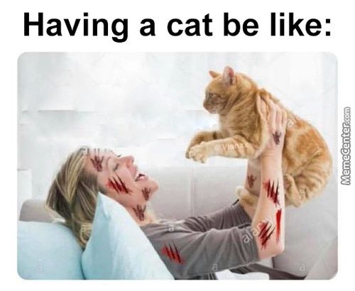 Having A Cat Be Like:
