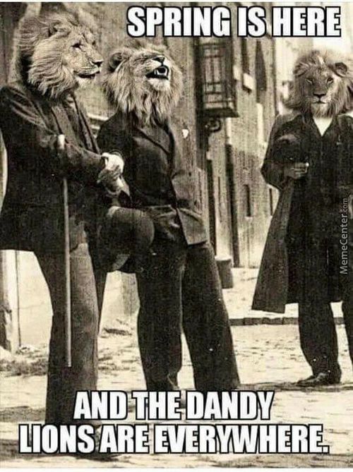 SPRINGflSiHERE
LIONSAREEVERMWHER&
