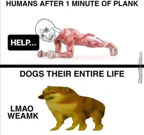 HUMANS AFTER 1 MINUTE OF PLANK
HELP...
DOGS THEIR ENTIRE LIFE
LMAO
WEAMK
