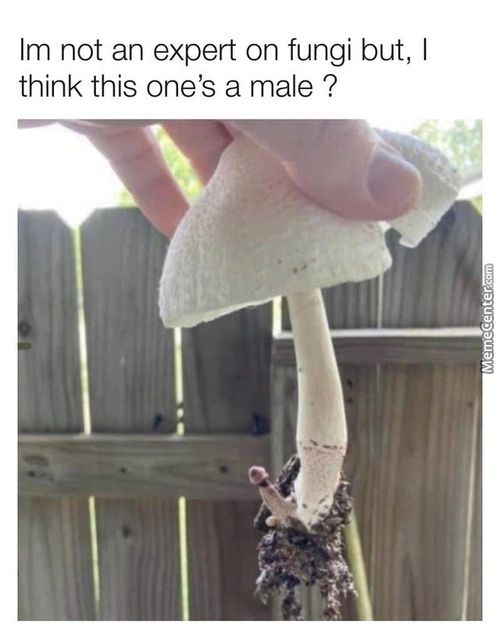 Im Not An Expert On Fungi But, I
Think This One's A Male ?
