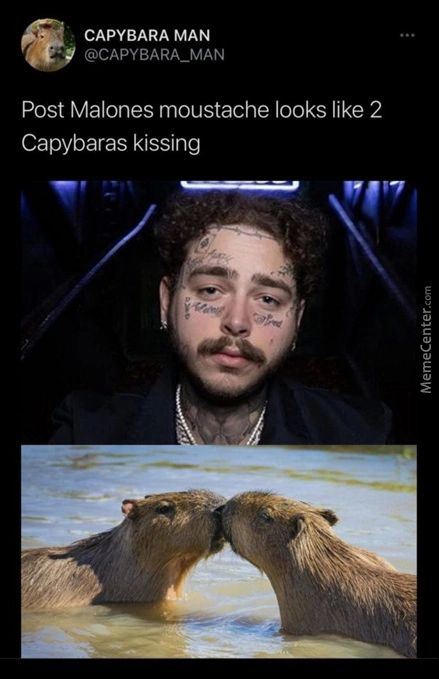 CAPYBARA MAN
@CAPYBARA-MAN
Post Malones Moustache Looks Like 2
Capybaras Kissing
