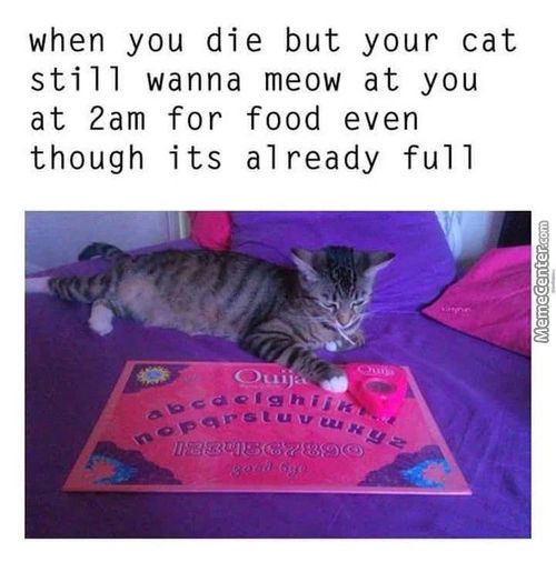When You Die But Your Cat
Still Wanna Meow At You
At 2am For Food Even
Though Its Already Full
