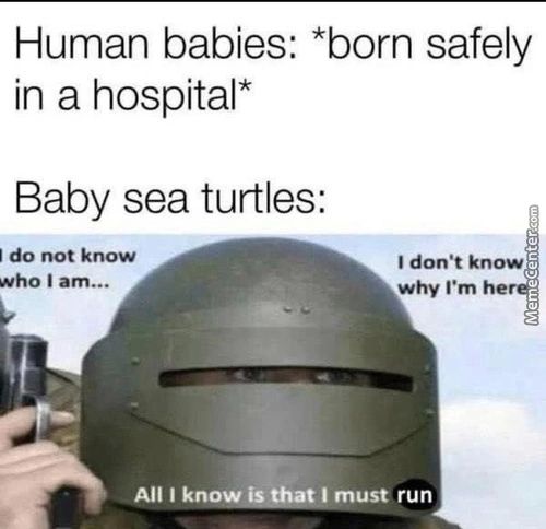 Human Babies: *born Safely
In A Hospital*
Baby Sea Turtles:
I Do Not Know
Don't Know
Why I'm
I Run
