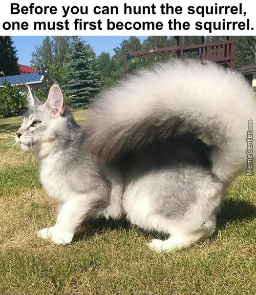 Before You Can Hunt The Squirrel,
One Must First Become The Squirrel.
