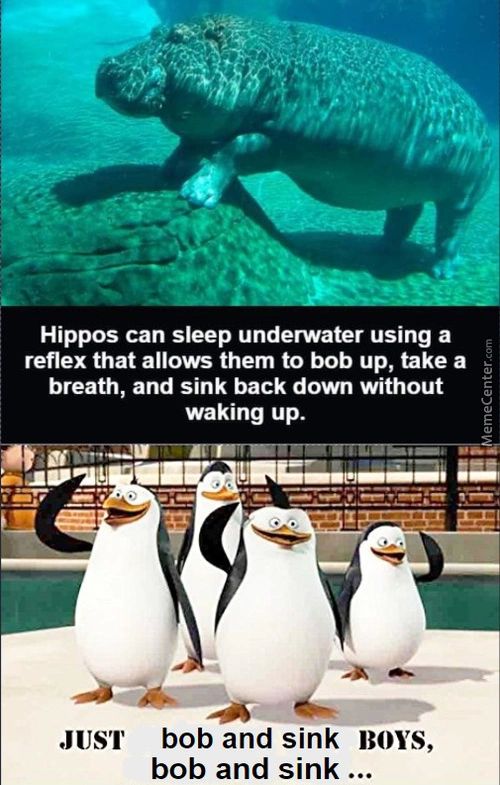 Hippos Can Sleep Underwater Using A
Reflex That Allows Them To Bob Up, Take A
Breath, And Sink Back Down Without
Waking Up.
JUST Bob And Sink BOYS,
Bob And Sink ...
