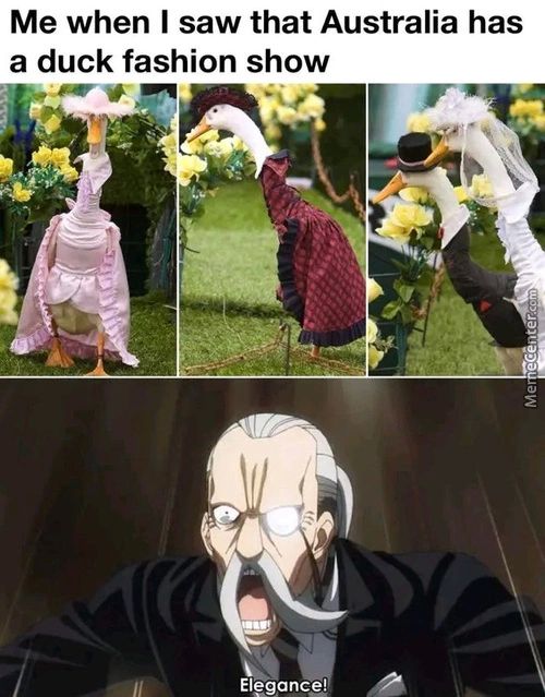 Me When I Saw That Australia Has
A Duck Fashion Show
Elegance!
