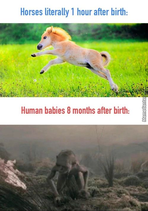 Horses Literally 1 Hour After Birth:
Human Babies 8 Months After Birth:
