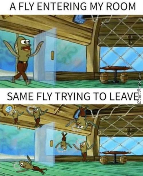 A FLY ENTERING MY ROOM
SAME FLY TRYING TO LEAV

