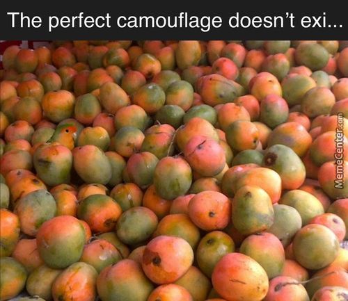 The Perfect Camouflage Doesn't Exi...
