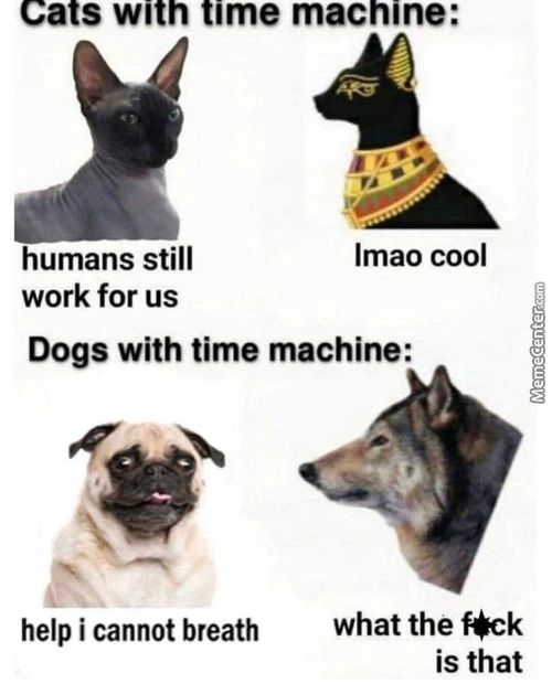 A Sw N Time Machine
Humans Still
Work For Us
Lmao Cool
Dogs With Time Machine:
Help I Cannot Breath
What The F*ck
Is That
