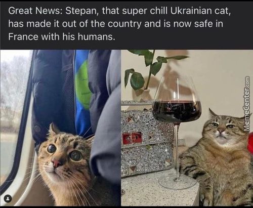 Great News: Stepan, That Super Chill Ukrainian Cat,
Has Made It Out Of The Country And Is Now Safe In
France With His Humans.

