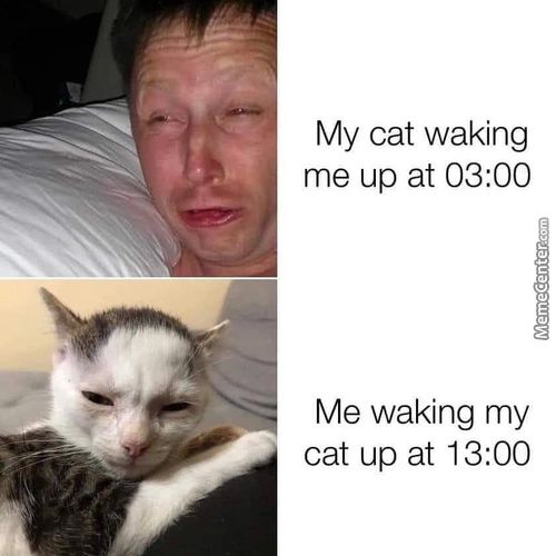 My Cat Waking
Me Up At 03:00
Me Waking My
Cat Up At 13:00
