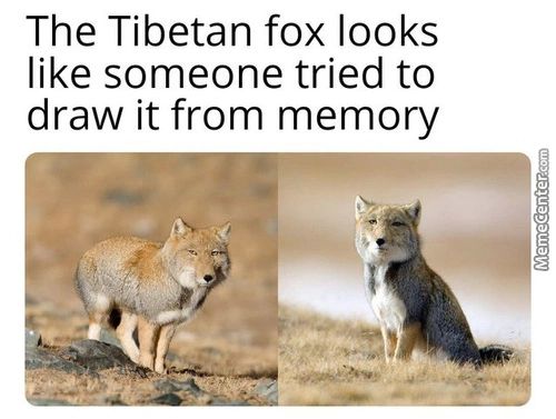 The Tibetan Fox Looks
Like Someone Tried To
Draw It From Memory
