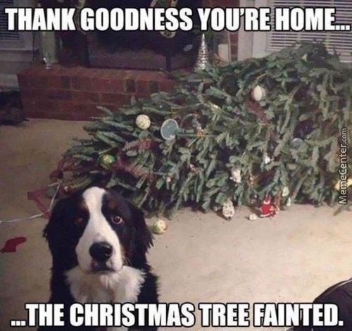 THANK GOODNESS YOU'RE HOME...
...THE CHRISTMA$ TREE FAINTED.
