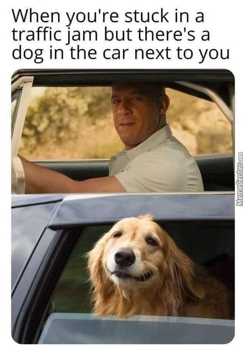 When You're Stuck In A
Traffic Jam But There's A
Dog In The Car Next To You
