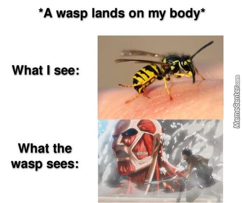 *A Wasp Lands On My Body*
What I See:
What The
Wasp Sees:
