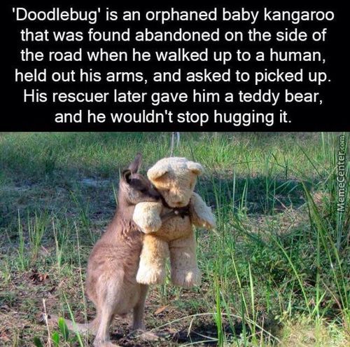 'Doodlebug' Is An Orphaned Baby Kangaroo
That Was Found Abandoned On The Side Of
The Road When He Walked Up To A Human,
Held Out His Arms, And Asked To Picked Up.
His Rescuer Later Gave Him A Teddy Bear,
And He Wouldn't Stop Hugging It.
