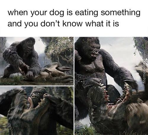When Your Dog Is Eating Something
And You Don't Know What It Is
