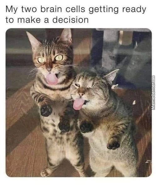 My Two Brain Cells Getting Ready
To Make A Decision
