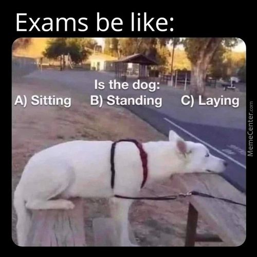 Exams Be Like:
Is The Dog:
) Sitting B) Standing C) Laying
