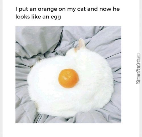 I Put An Orange On My Cat And Now He
Looks Like An Egg

