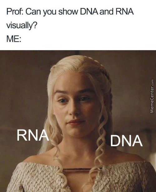 Prof: Can You Show DNA And RNA
Visually?
ME:
DNA
