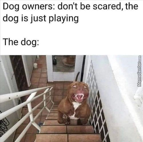 Dog Owners: Don't Be Scared, The
Dog Is Just Playing
The Dog:
