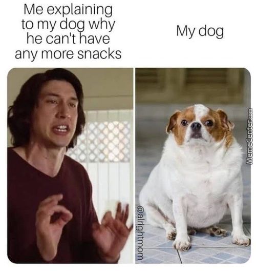 Me Explaining
To My Dog Why
He Can't Have
Any More Snacks
My Dog
