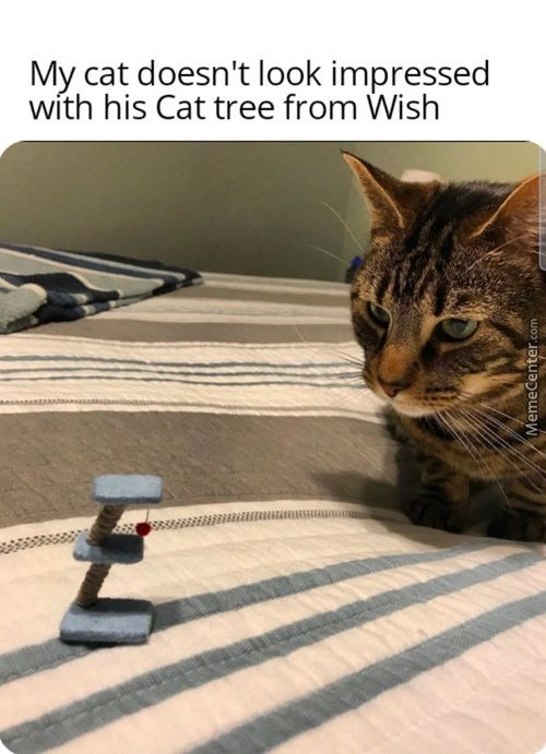 My Cat Doesn't Look Impressed
With His Cat Tree From Wish

