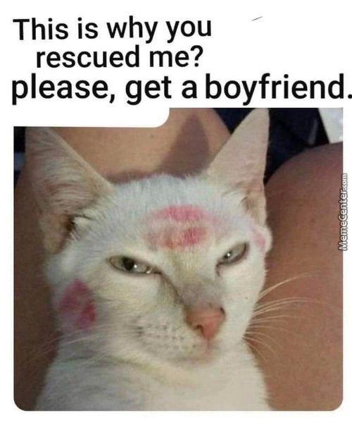 This Is Why You
Rescued Me?
Please, Get A Boyfriend.

