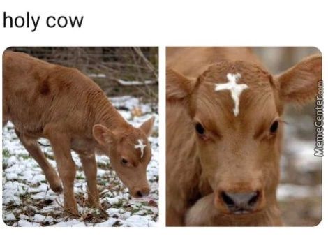 Holy Cow
